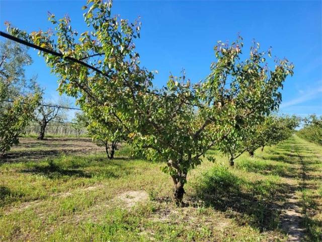 Terreno in vendita a Unione di Comuni Valdarno e Valdisieve, Reggello