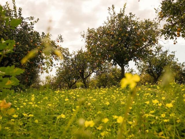 Terreno in vendita a Calabria, Reggio Calabria