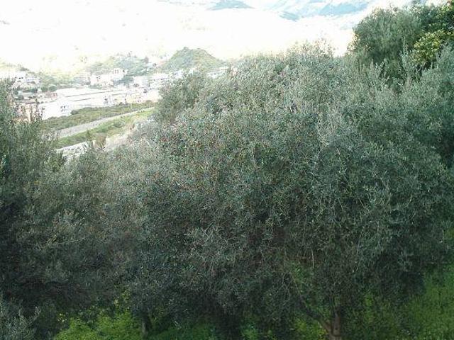 Terreno in vendita a Gallina, Calabria