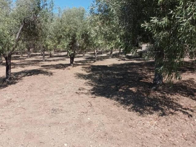 Terreno in vendita a Calabria, Reggio Calabria