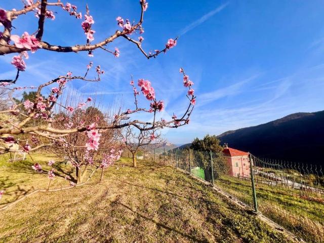 Terreno in vendita a Rialto, Liguria