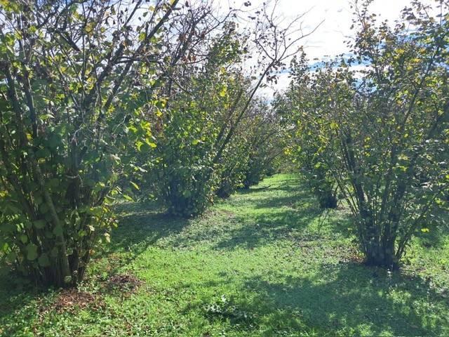 Terreno in vendita a Roma Capitale, Lazio