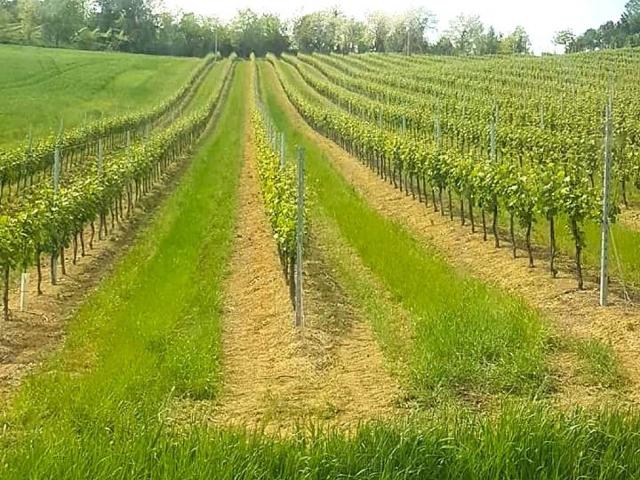 Terreno in vendita a Unione della Romagna Faentina, Riolo Terme