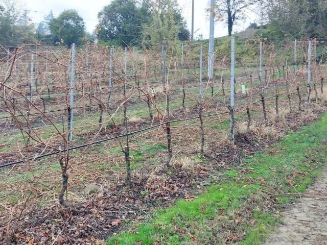 Terreno in vendita a Unione della Romagna Faentina, Riolo Terme