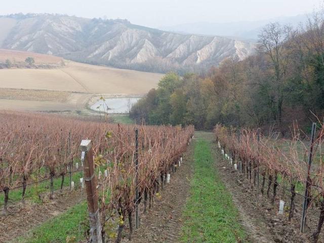 Terreno in vendita a Unione della Romagna Faentina, Riolo Terme