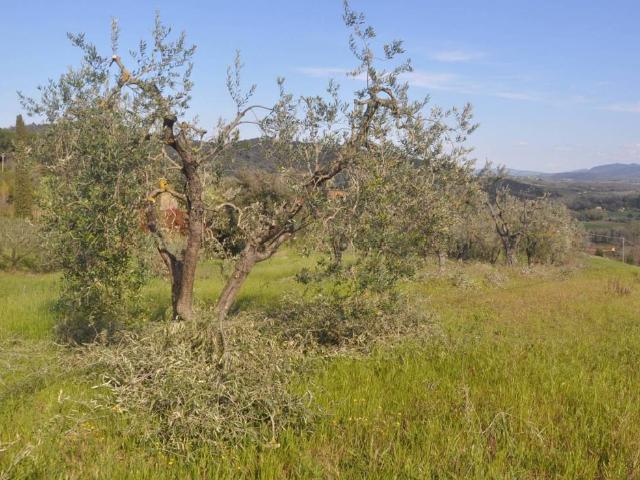 Terreno in vendita a Melatina, Riparbella