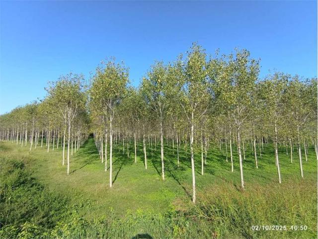 Terreno in vendita a Roccabianca, Reggio Emilia