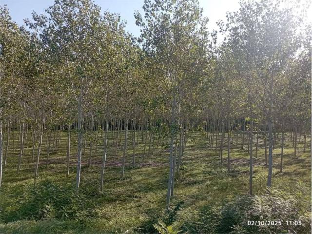 Terreno in vendita a Roccabianca, Reggio Emilia