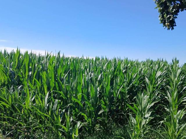 Terreno in vendita a Roccabianca, Reggio Emilia