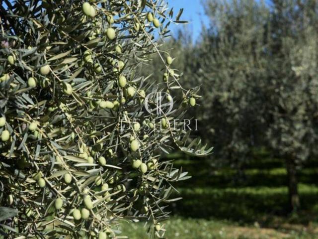 Terreno in vendita a Roccastrada, Toscana