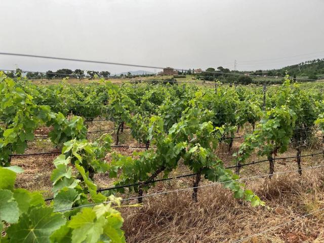 Terreno in vendita a Roccastrada, Toscana