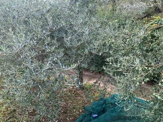 Terreno in vendita a Roccavaldina, Sicilia