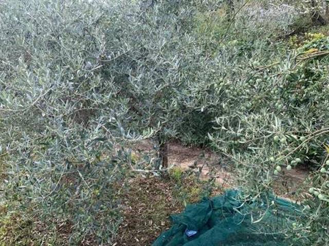 Terreno in vendita a Roccavaldina, Sicilia