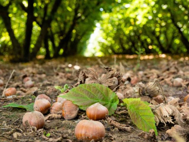 Terreno in vendita a Piemonte, Cuneo