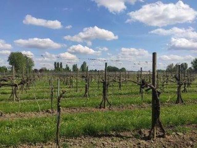 Terreno in vendita a Pianura Reggiana, Re