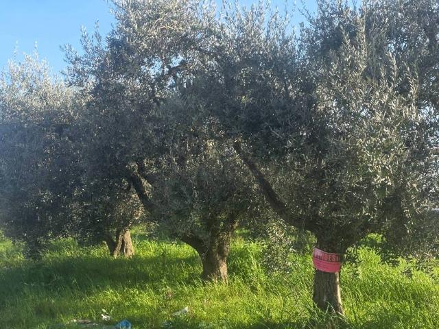 Terreno in vendita a Municipio Roma IX, Roma Capitale