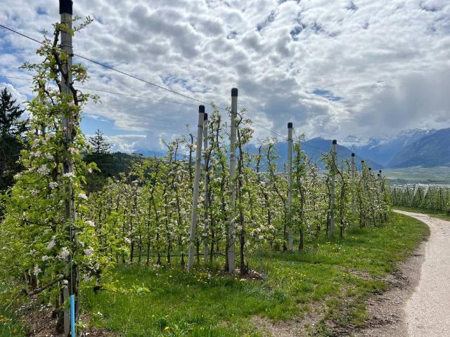 Terreno in vendita a Comunità della Val di Non, Romeno