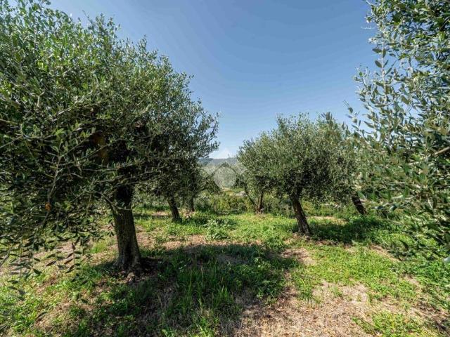 Terreno in vendita a Roncà, Veneto