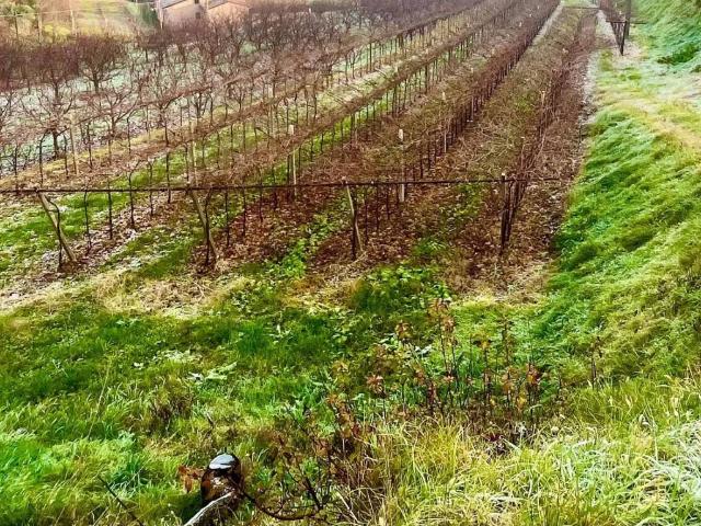 Terreno in vendita a Roncà, Veneto