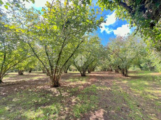 Terreno in vendita a Ronciglione, Lazio
