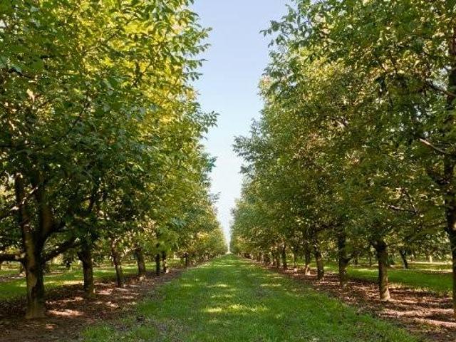 Terreno in vendita a Rosà, Veneto