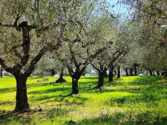 Terreno in vendita a Rosciano, Abruzzo