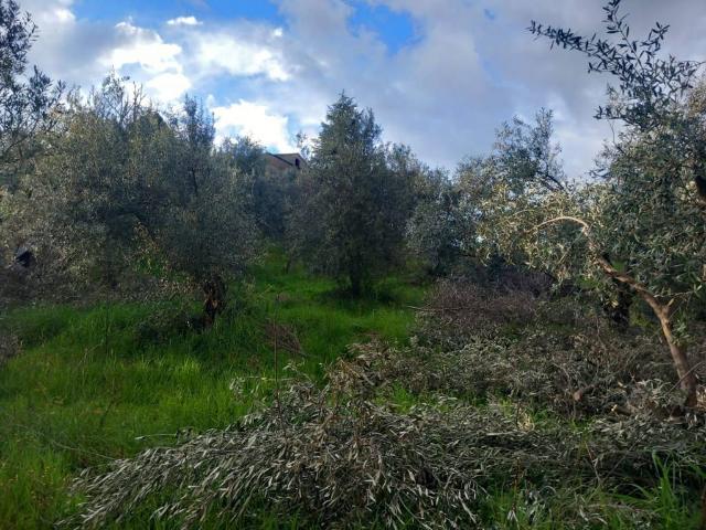 Terreno in vendita a Calabria, Cosenza