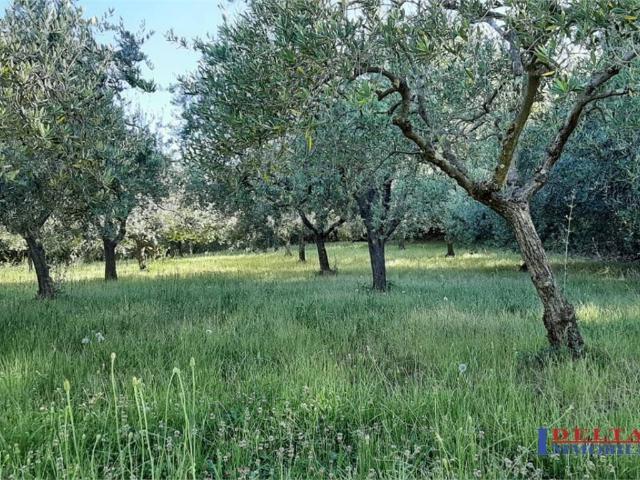Terreno in vendita a Rosignano Marittimo, Toscana