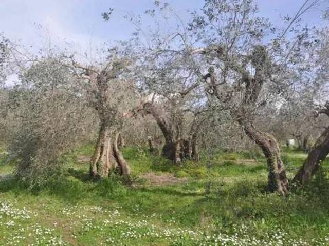Terreno in vendita a Acquabona, Rosignano Marittimo