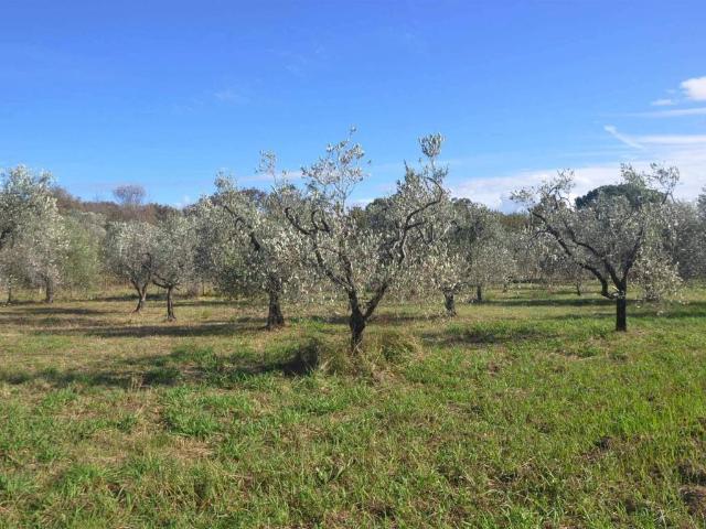 Terreno in vendita a Rosignano Marittimo, Toscana