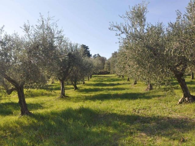 Terreno in vendita a Rosignano Marittimo, Toscana