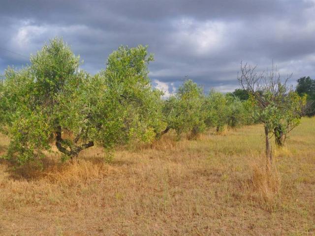Terreno in vendita a Rosignano Marittimo, Toscana