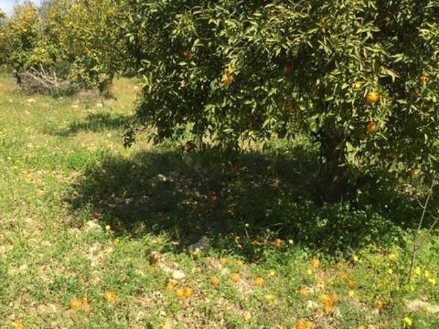 Terreno in vendita a Rosolini, Sicilia