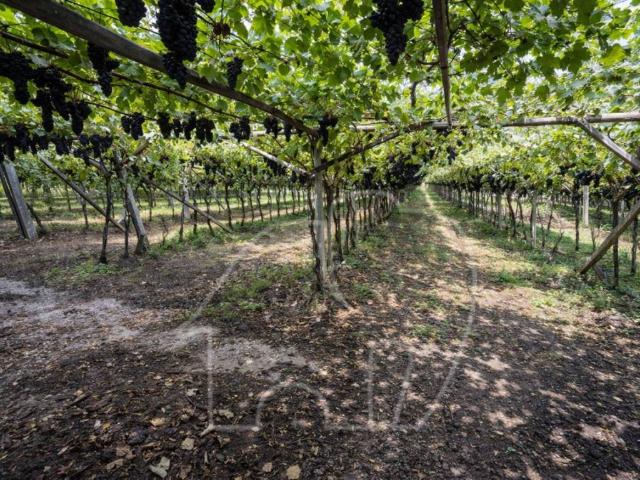 Terreno in vendita a Comunità Rotaliana-Königsberg, Roverè Della Luna