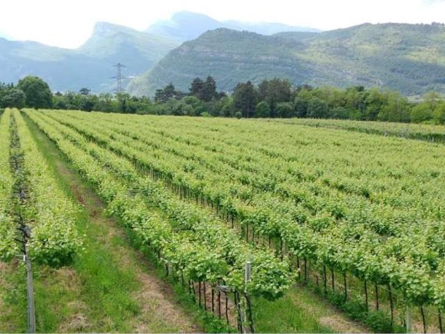 Terreno in vendita a Comunità della Vallagarina, Borgo Sacco