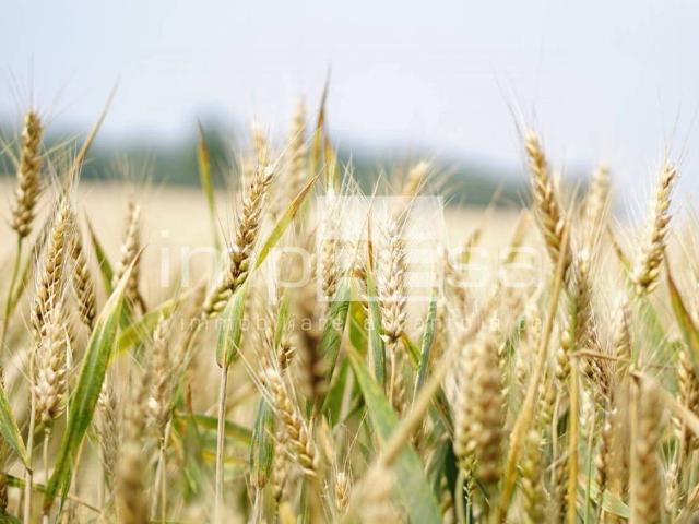 Terreno in vendita a Borsea, Rovigo