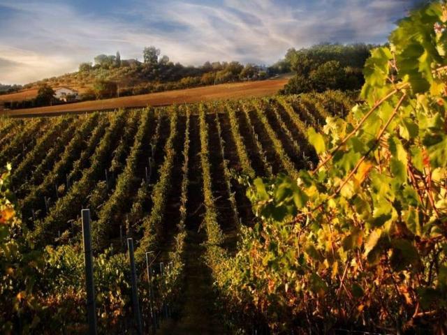 Terreno in vendita a Unione di Comuni Valdarno e Valdisieve, Rufina
