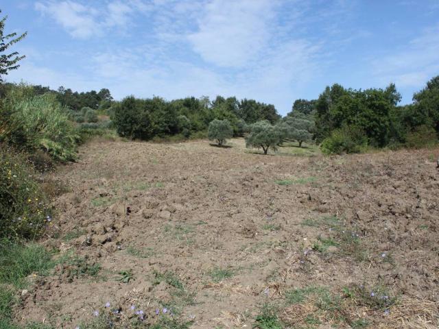 Terreno in vendita a Alvignanello, Campania