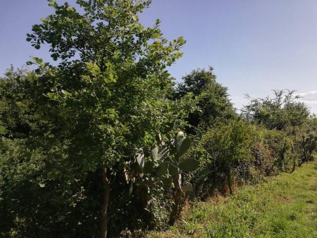 Terreno in vendita a Alvignano, Campania
