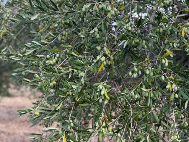 Terreno in vendita a Centro storico, Ruvo di Puglia