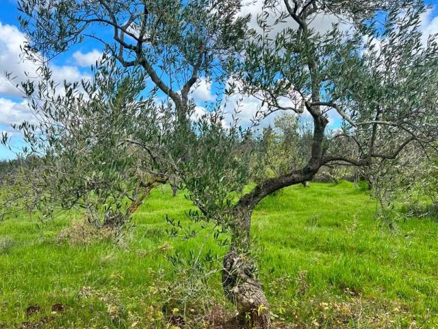 Terreno in vendita a Puglia, Bari