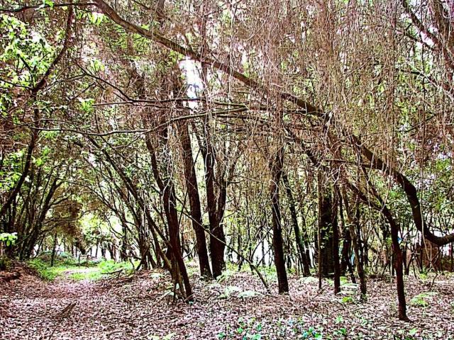 Terreno in vendita a Sabaudia, Lazio