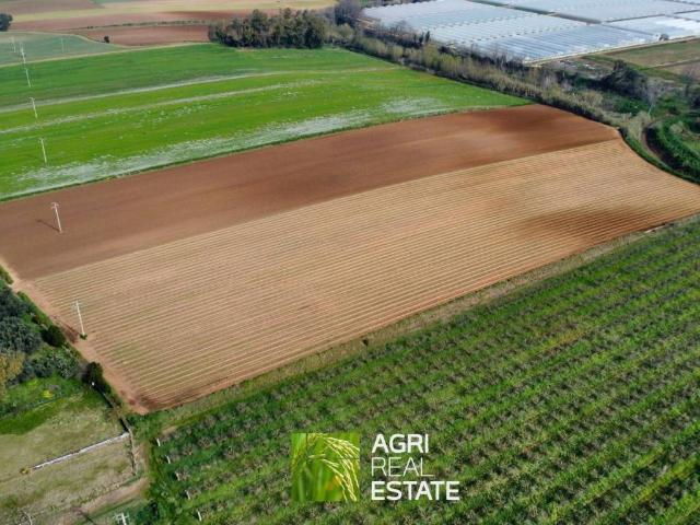 Terreno in vendita a Sabaudia, Lazio