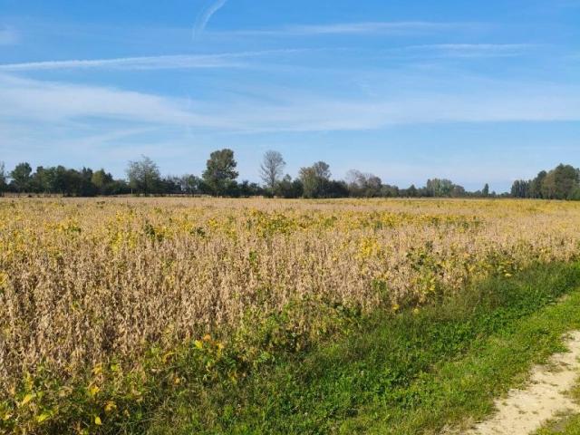 Terreno in vendita a Saccolongo, Veneto