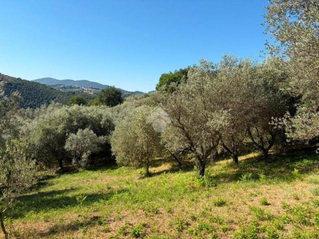 Terreno in vendita a Salisano, Lazio