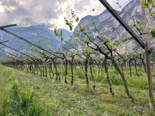 Terreno in vendita a Überetsch-Unterland - Oltradige-Bassa Atesina, Trentino-Alto Adige/Südtirol