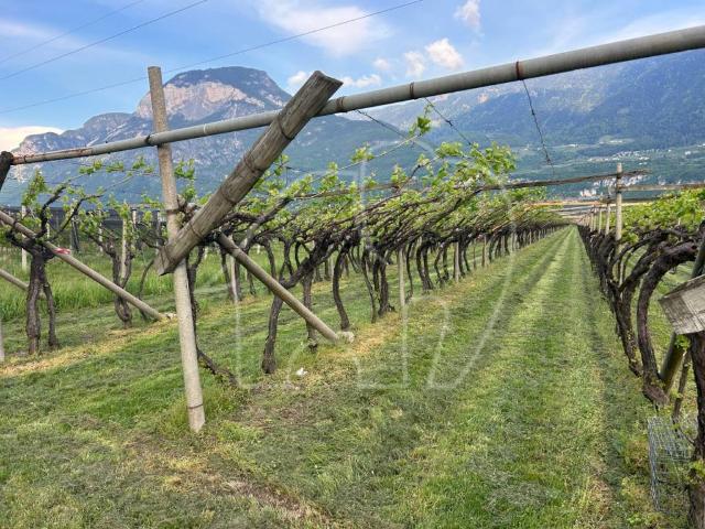 Terreno in vendita a Überetsch-Unterland - Oltradige-Bassa Atesina, Trentino-Alto Adige/Südtirol