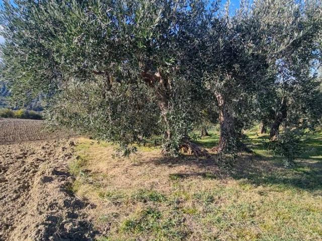 Terreno in vendita a Monte del Prete Basso, Saludecio
