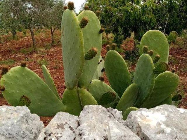 Terreno in vendita a Puglia, Bari