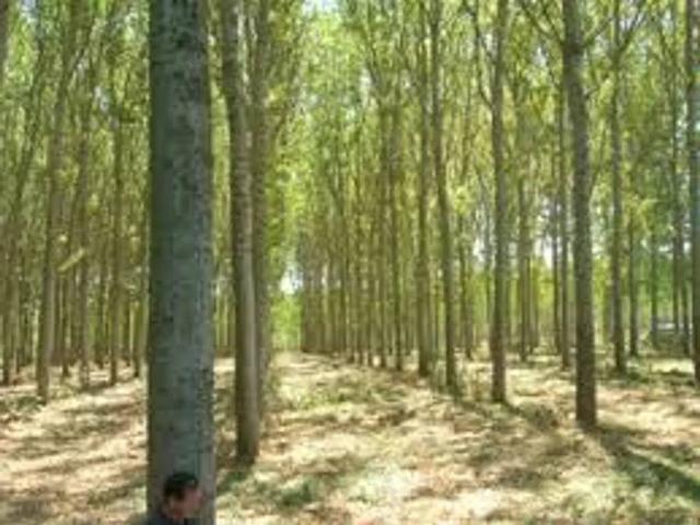 Terreno in vendita a Pegognaga, Lombardia
